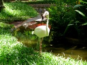 598  flamingo.JPG